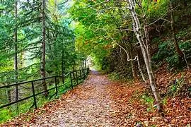 Pipeline Track Muree